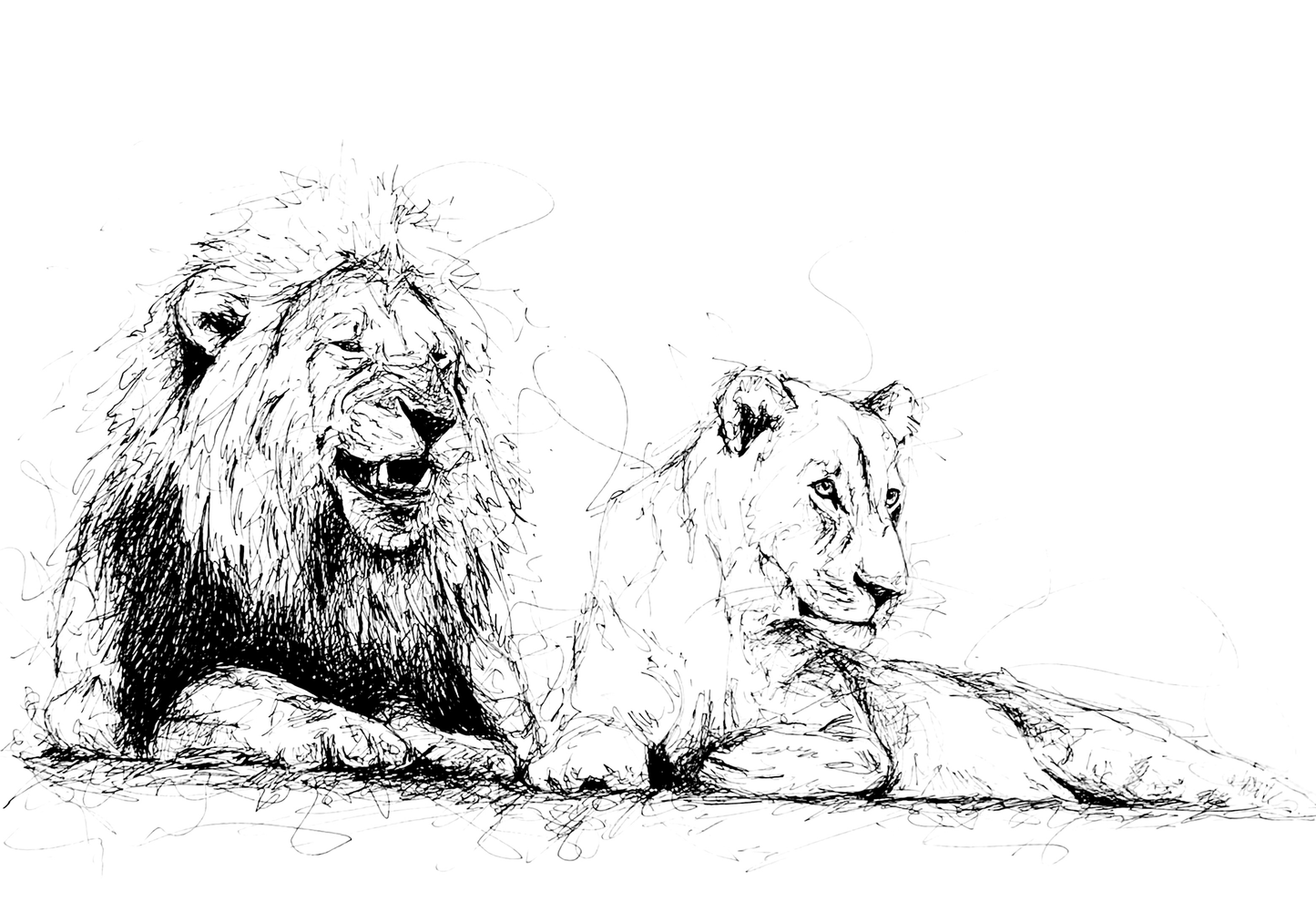 Bespoke Pen sketch (Two lions)