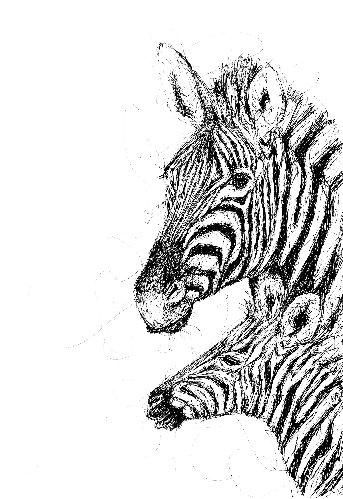 Bespoke Pen sketch (Two zebras)