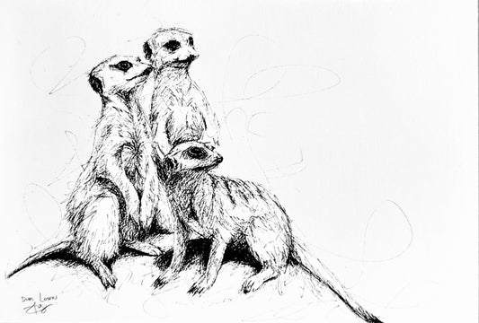 Meerkats black & white pen sketch