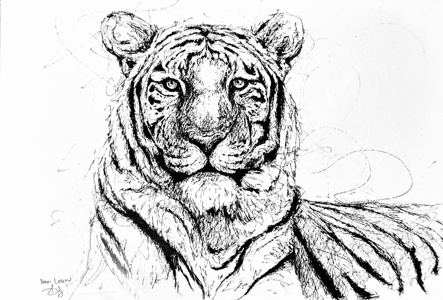 Tiger black & white pen sketch
