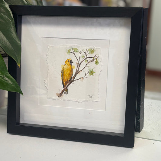 Cape weaver in watercolour