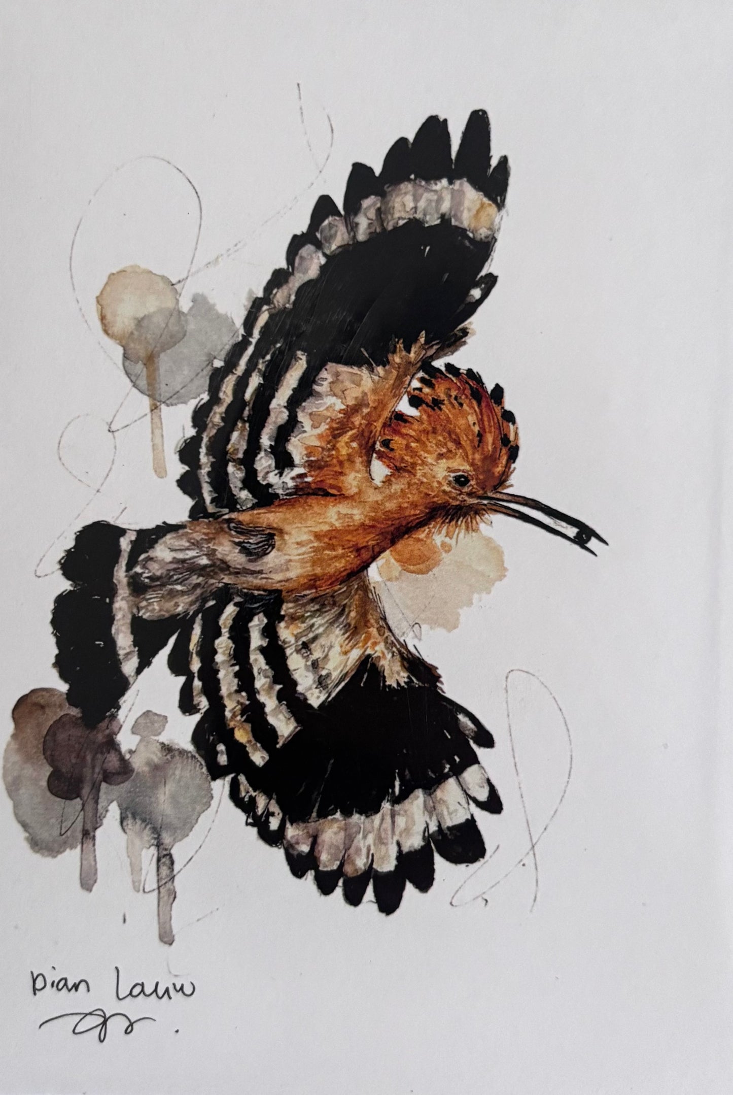Hoopoe (hoep-hoep) flying