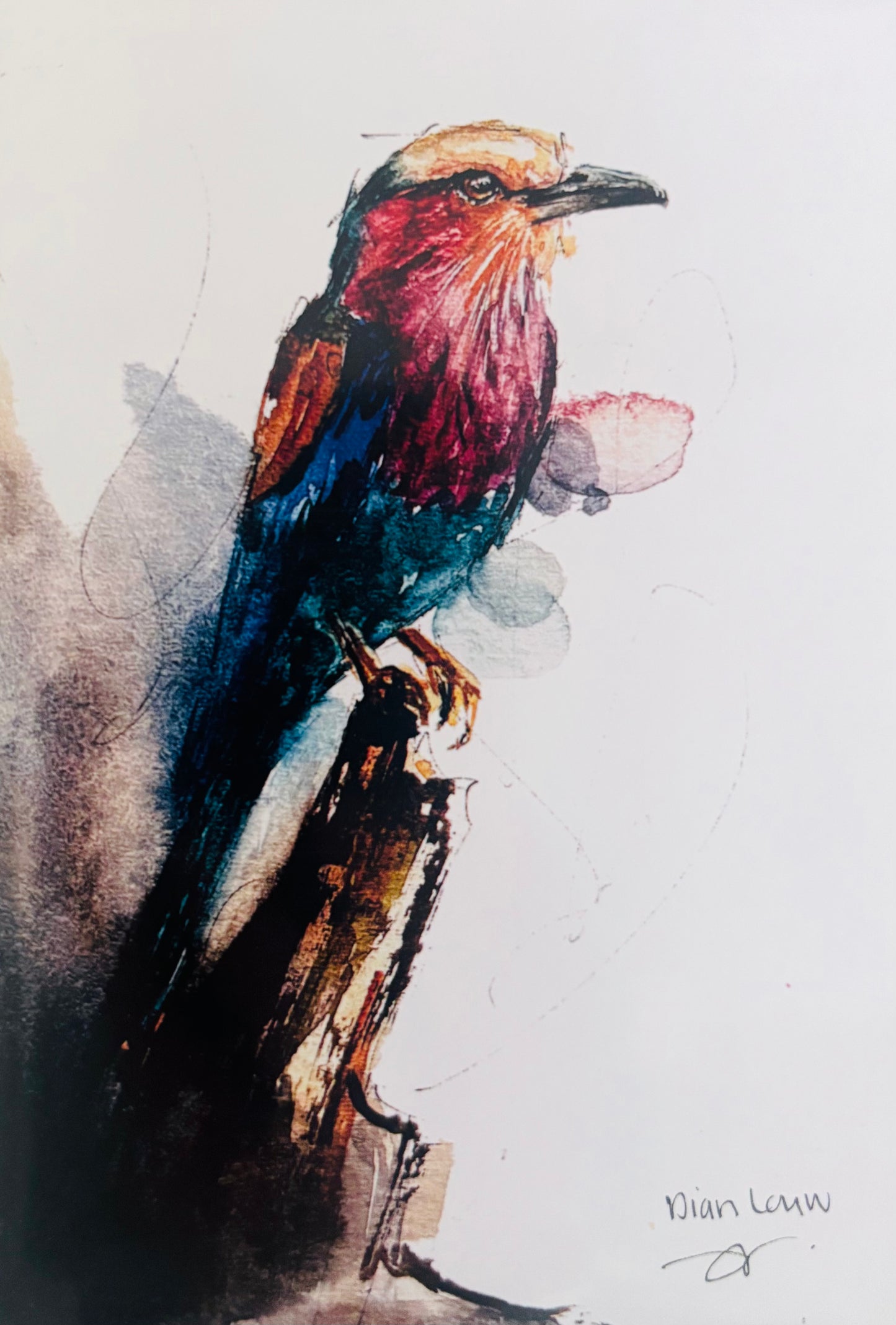 Lilac-breasted Roller #5