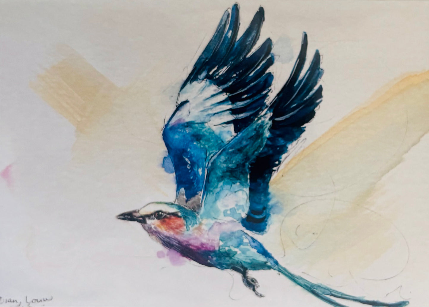 Lilac-breasted Roller in flight