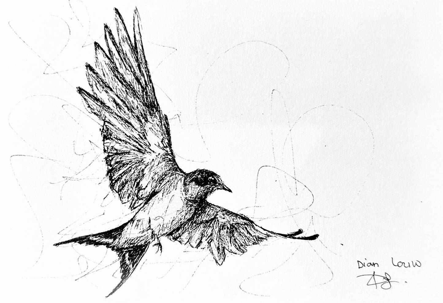 Swallow black & white pen sketch