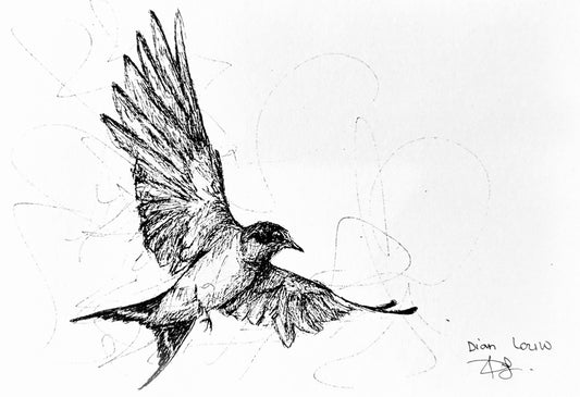 Swallow black & white pen sketch