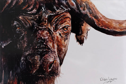 Buffalo close-up