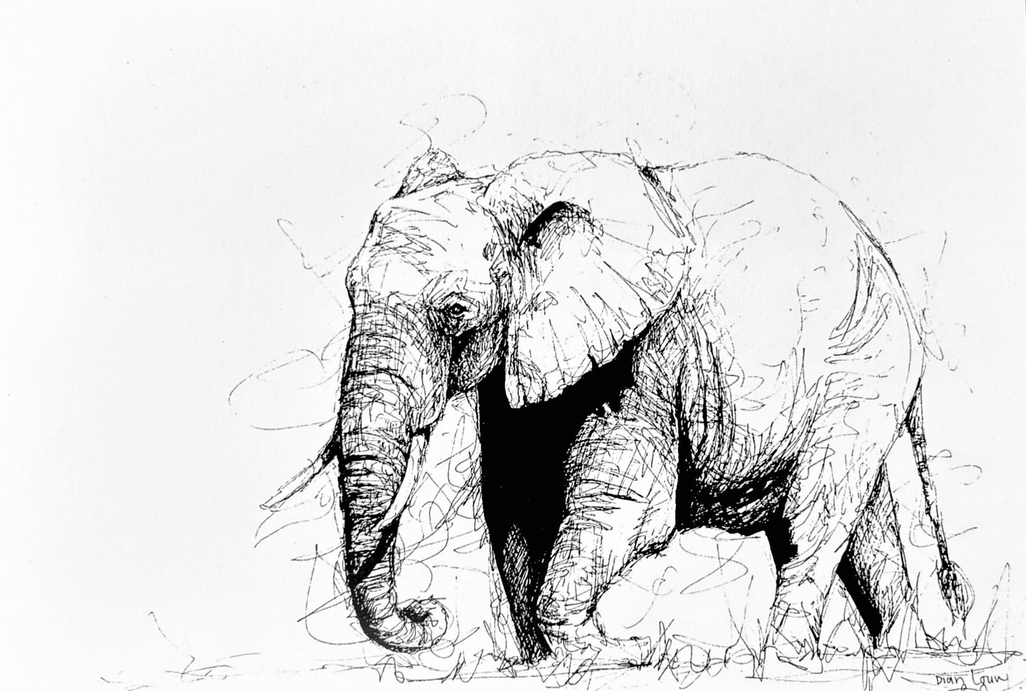 Elephant #1, black & white pen sketch