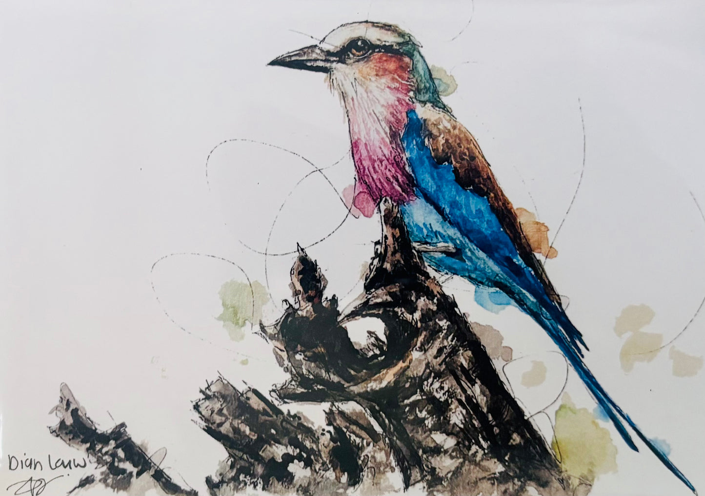 Lilac-breasted Roller on dried wood