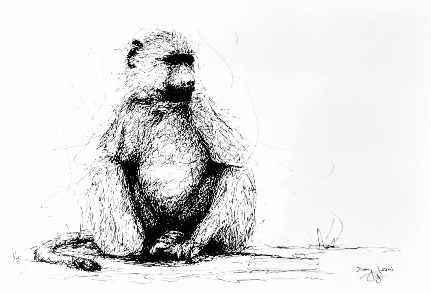 Baboon black & white pen sketch