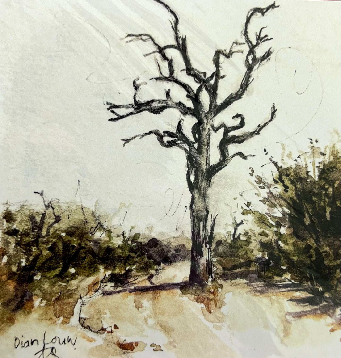 Tree in Kruger National Park