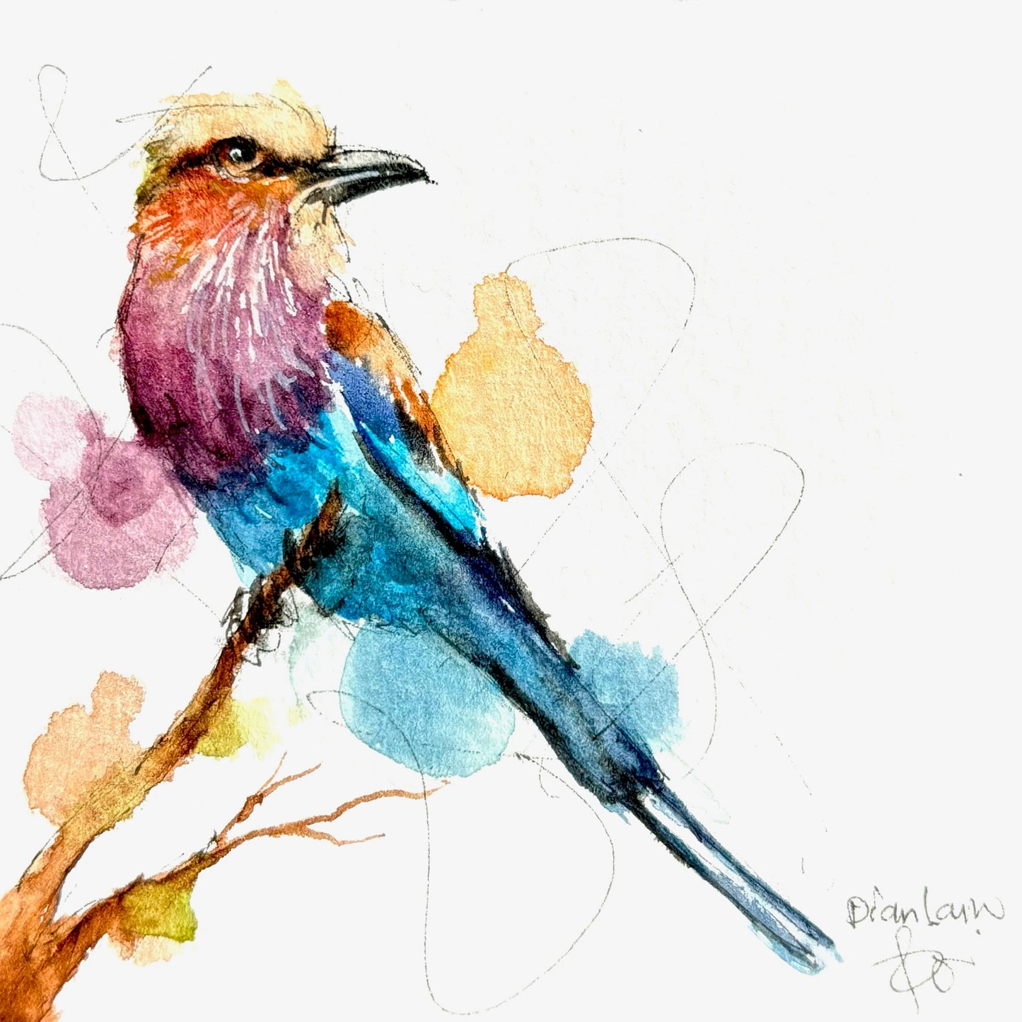 Lilac-breasted roller #6