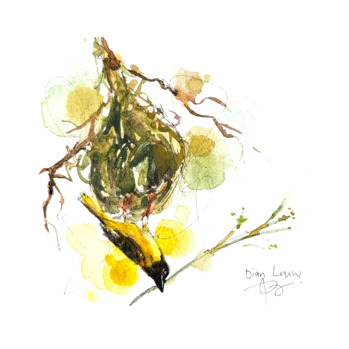 Weaver (Geelvink) #3