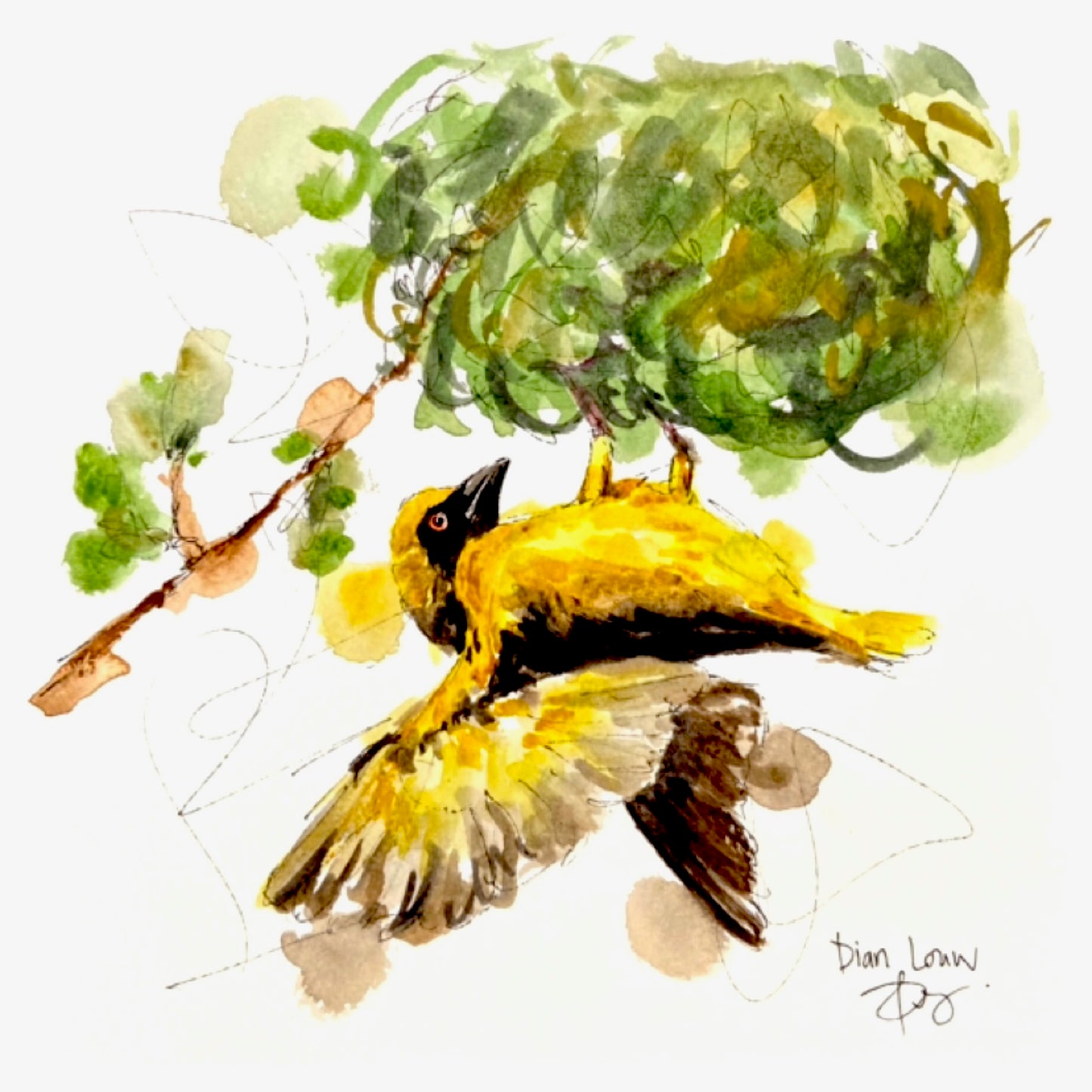 Weaver (Geelvink) #6