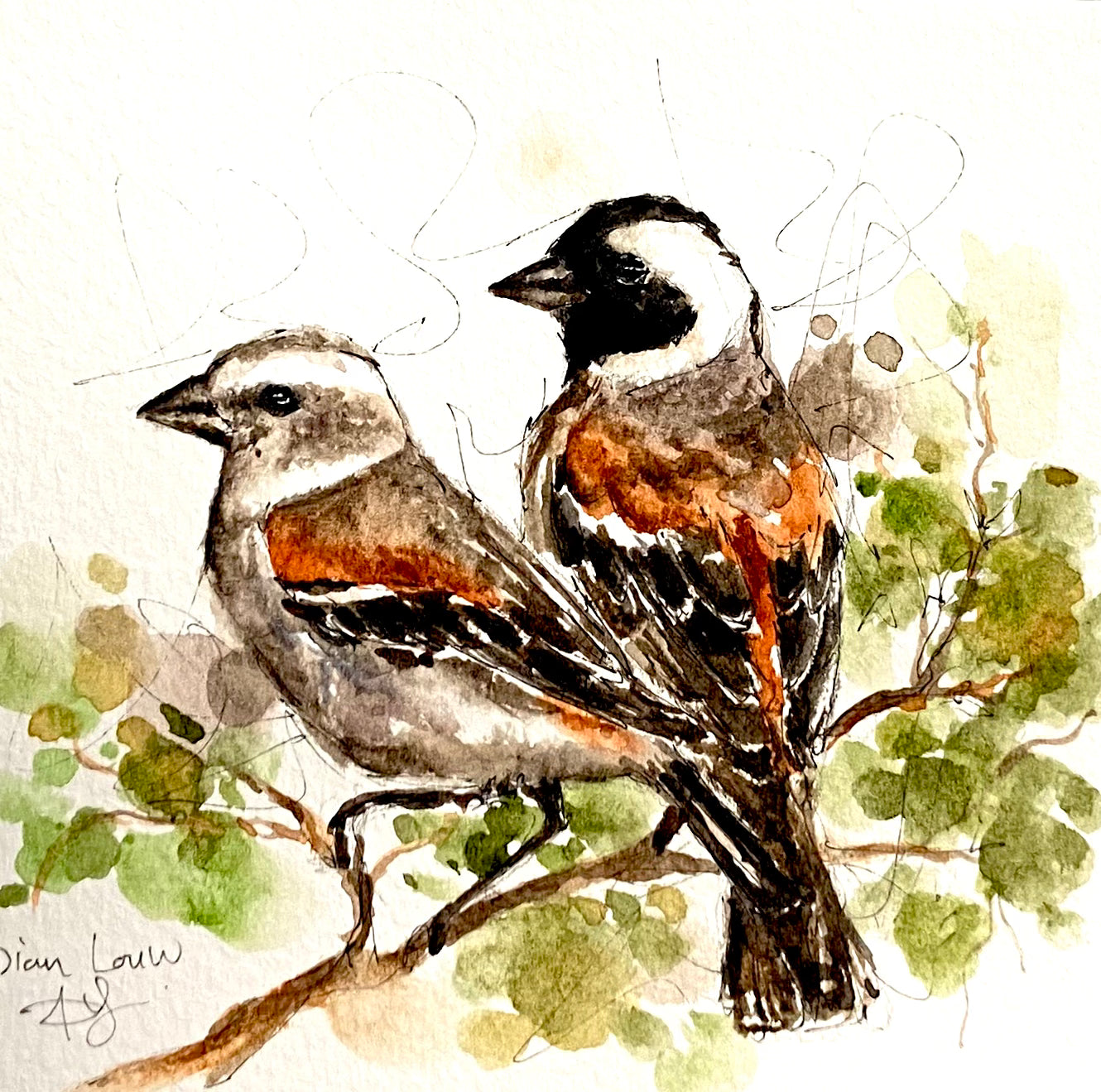 2 House sparrows (Mossies)