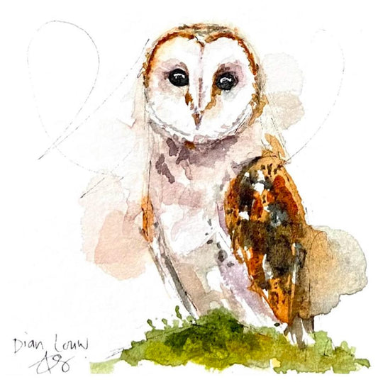 Barn Owl