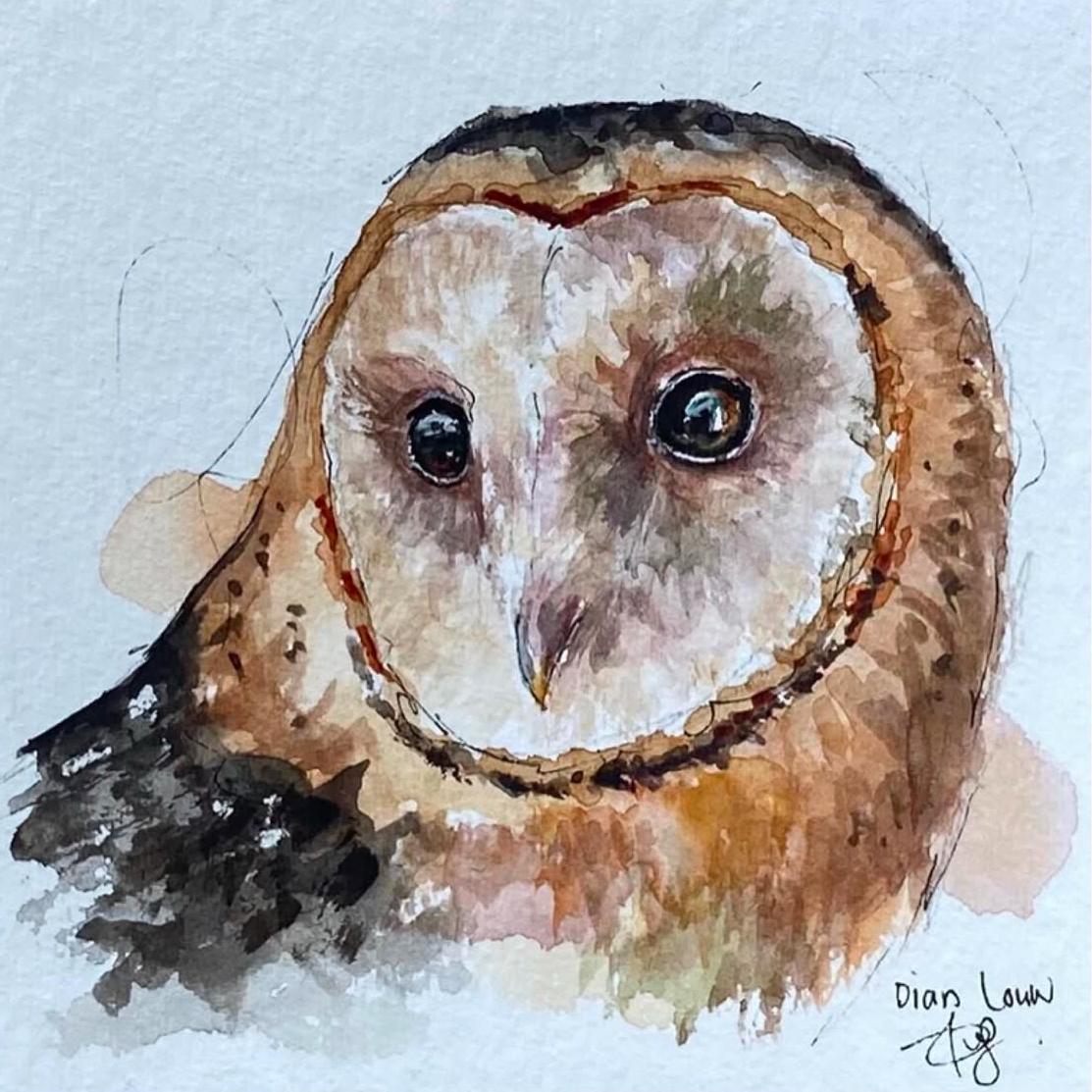Barn Owl close-up