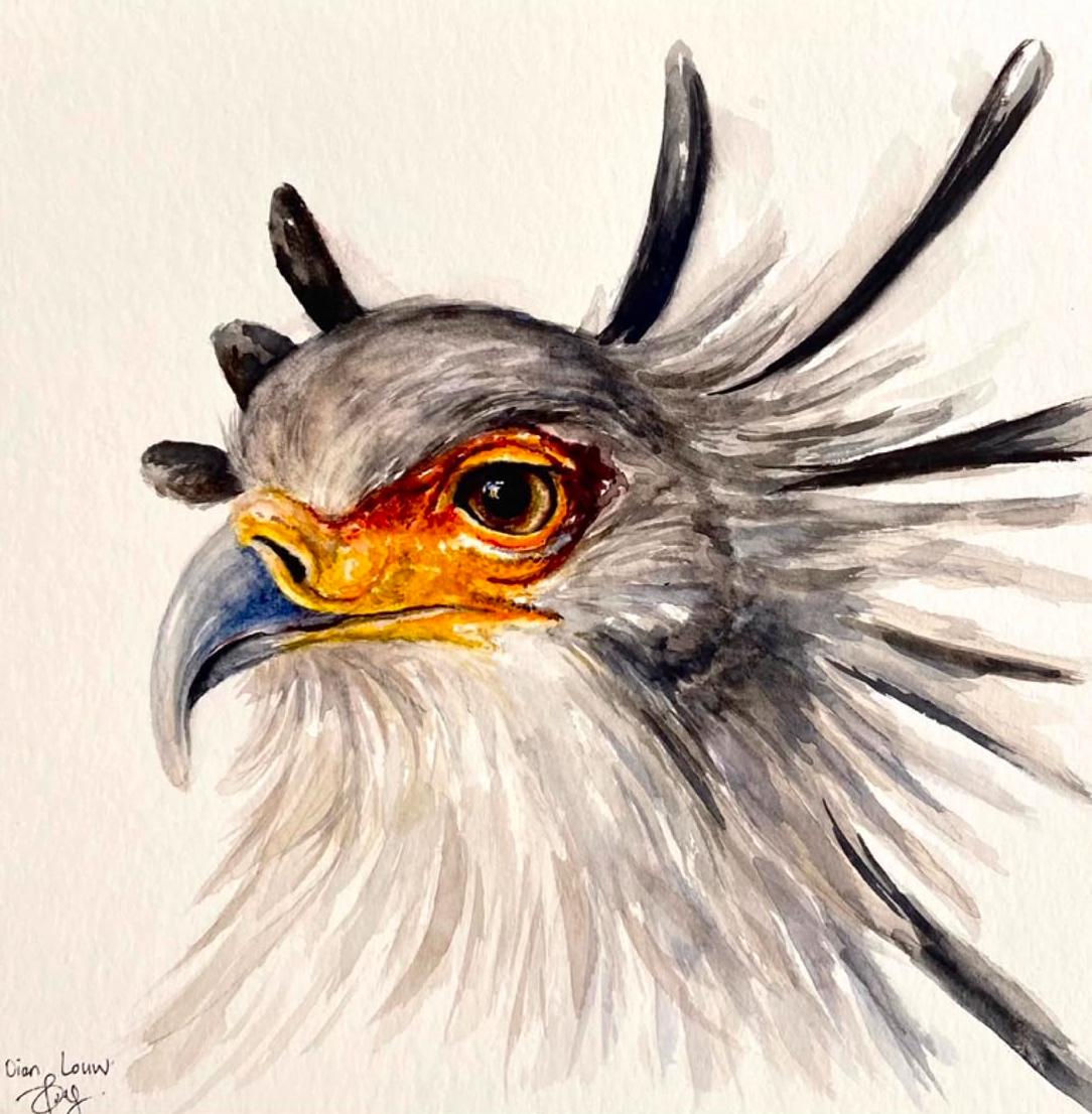 Secretary Bird looking left