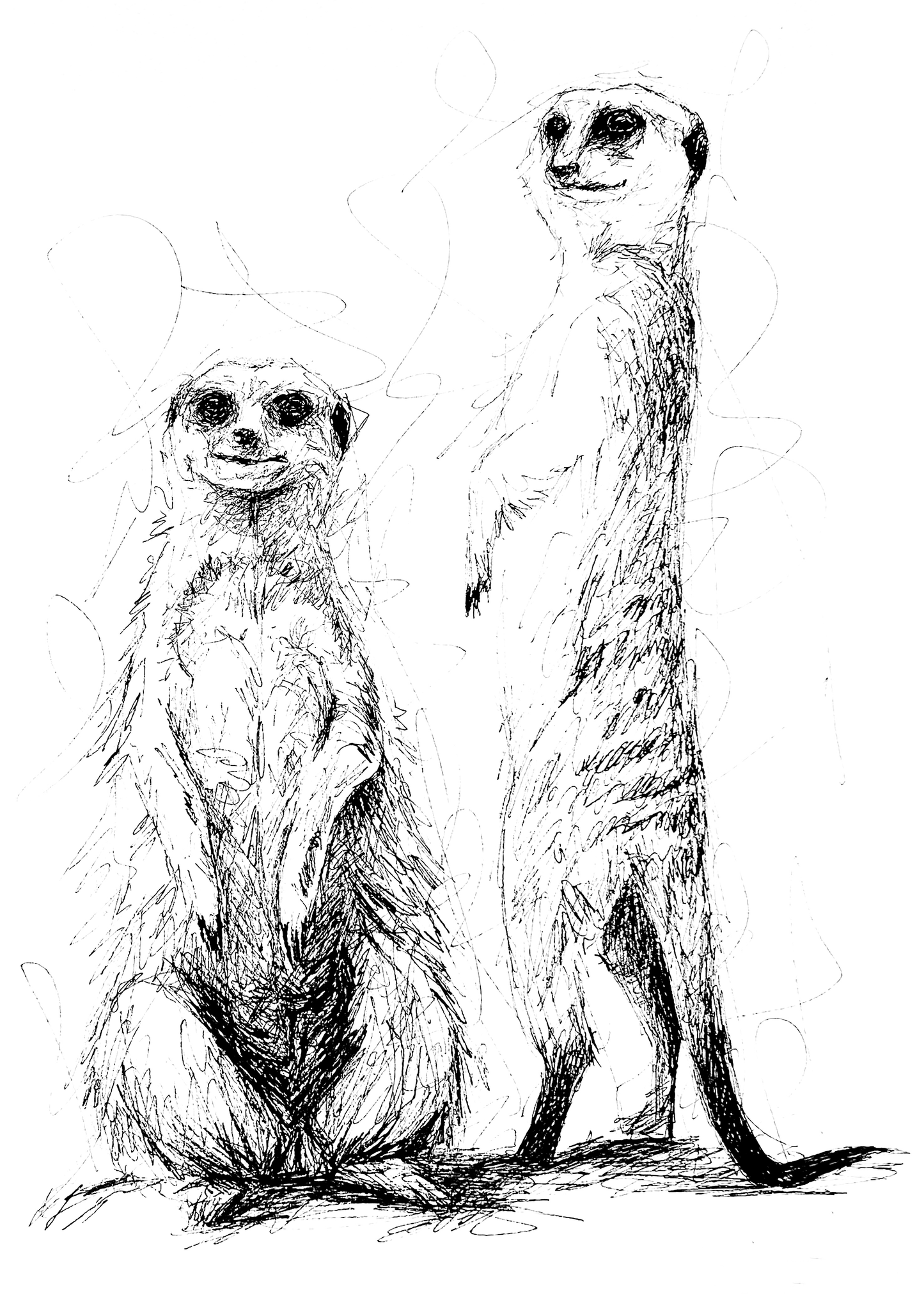 Bespoke Pen sketch (Two meerkats)