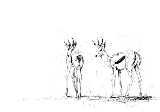 Bespoke Pen sketch (Two springbokke)
