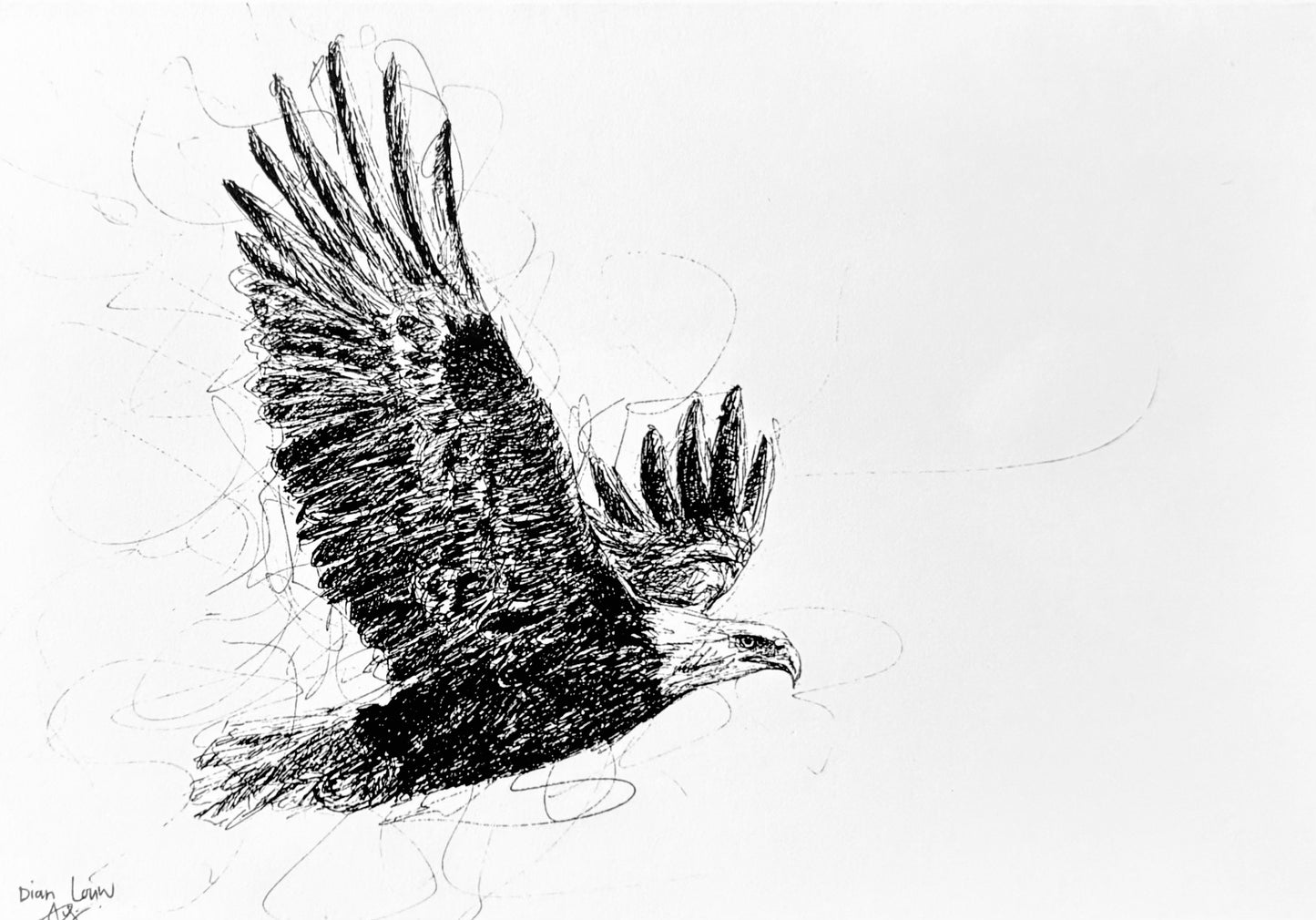 Fish Eagle flying, black & white pen sketch