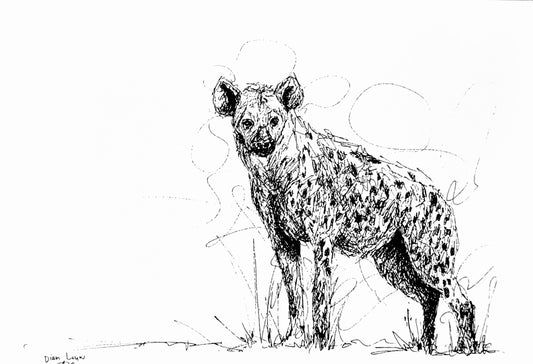 Hyena, black & white pen sketch