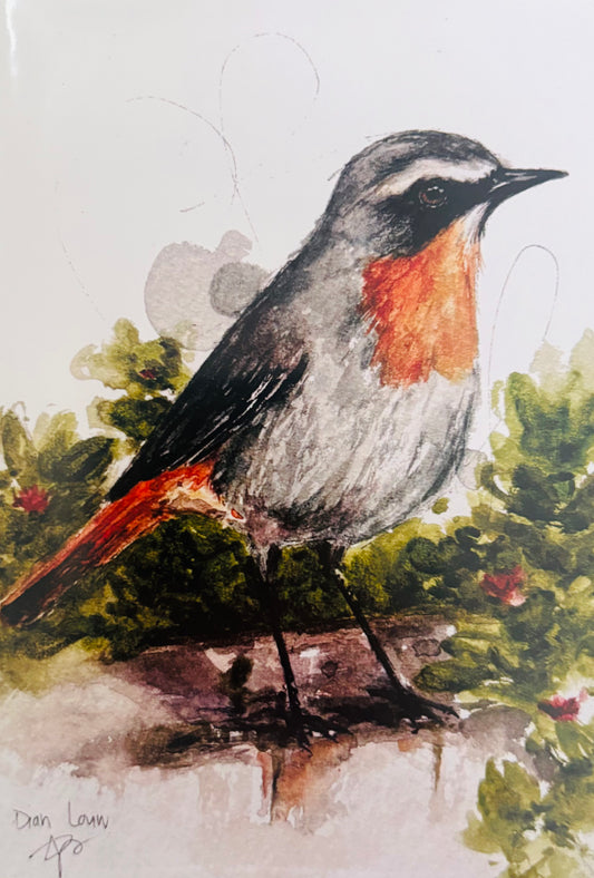 Cape Robin-chat (Jan Frederik)