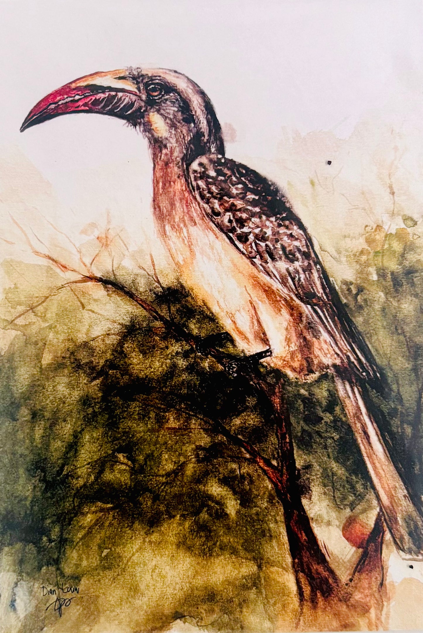 African grey hornbill