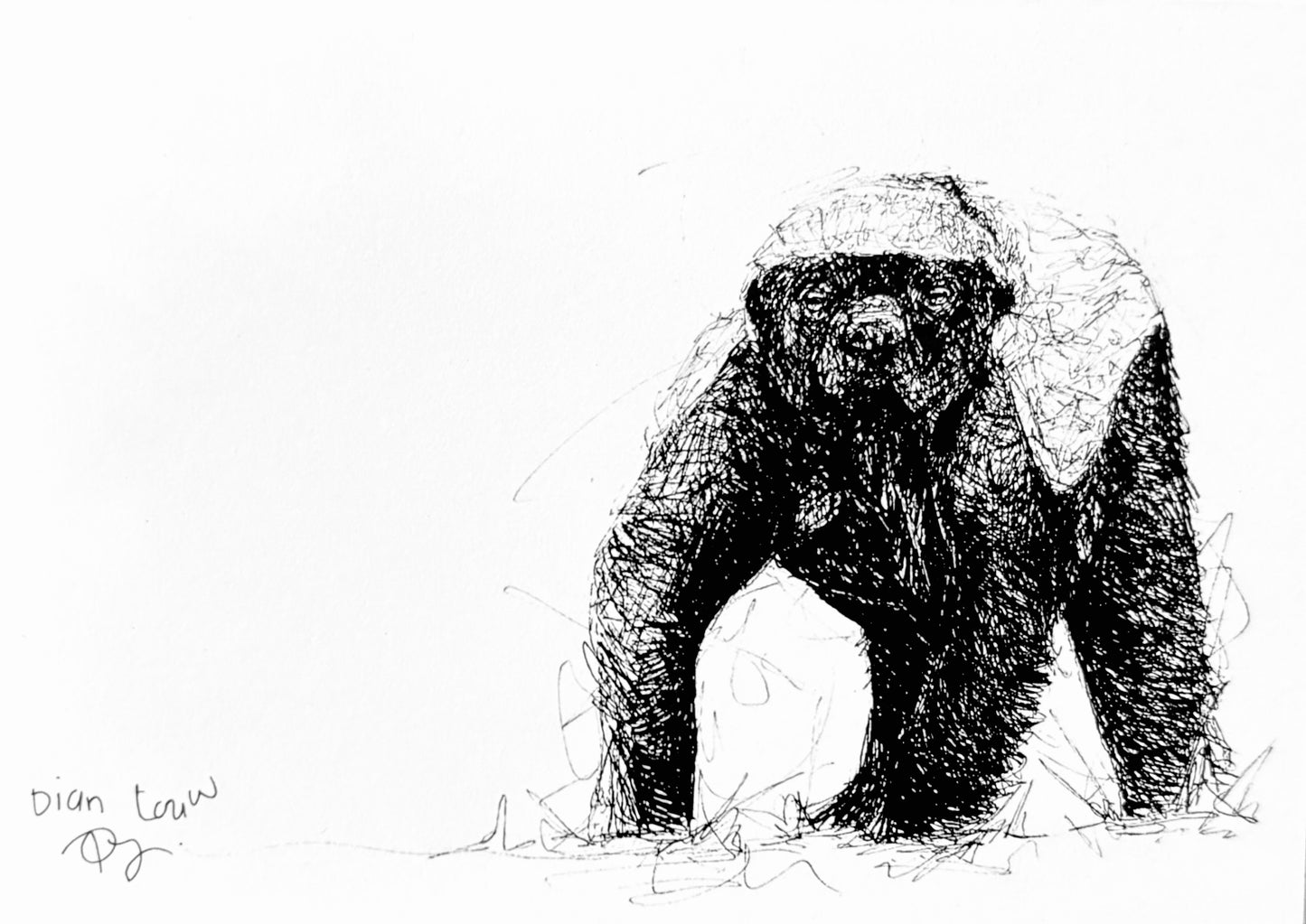 Honey-badger #2, black & white pen sketch
