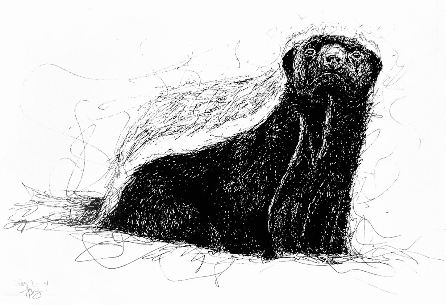 Honey-badger #1, black & white pen sketch