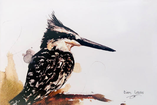 Pied kingfisher #3