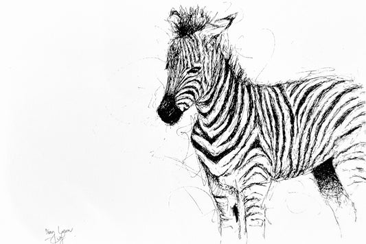 Juvenile zebra black & white pen sketch