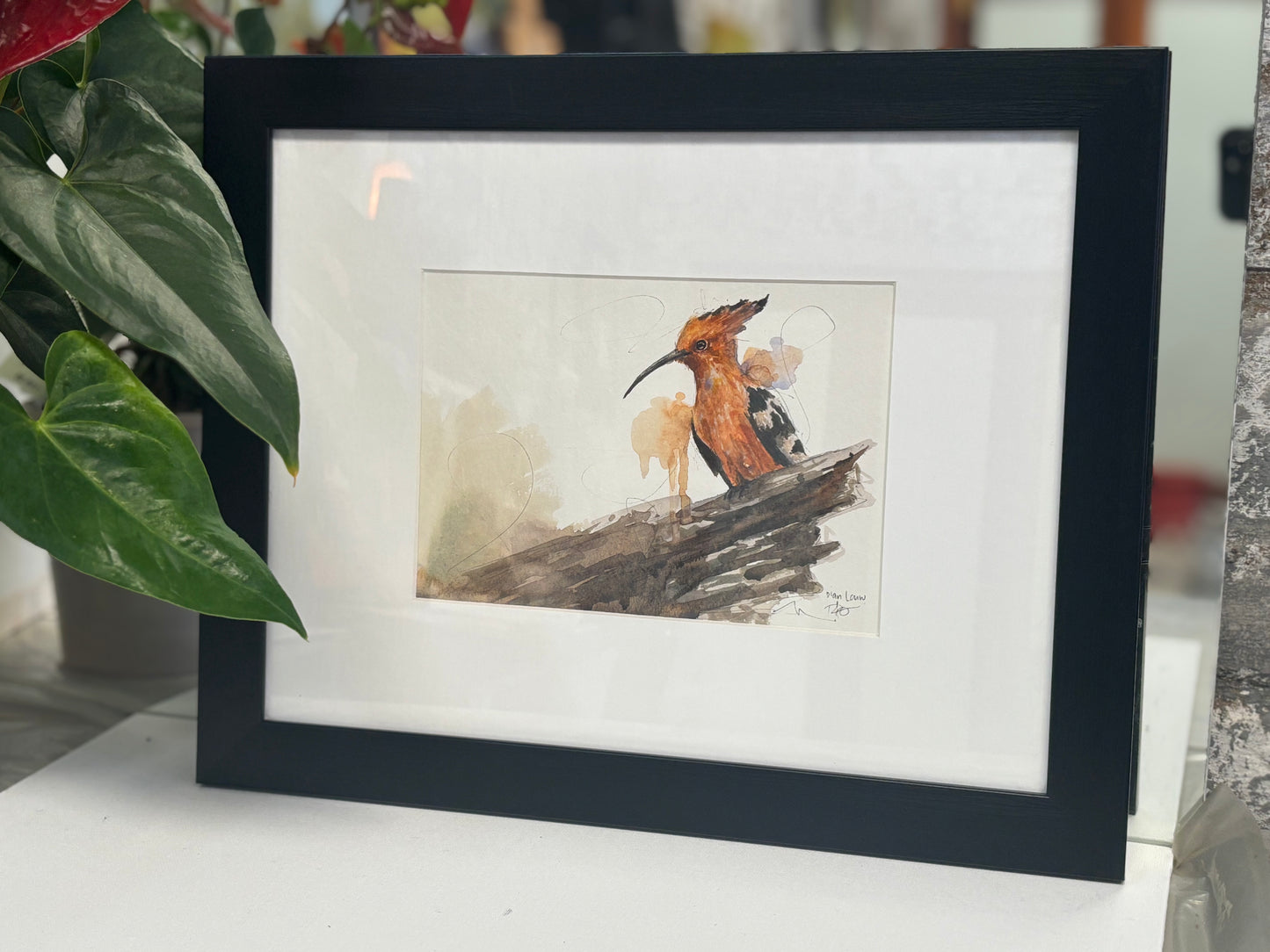 African Hoopoe (Hoep-hoep) watercolour