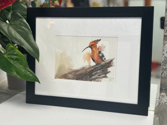 African Hoopoe (Hoep-hoep) watercolour