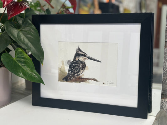 Pied Kingfisher watercolour