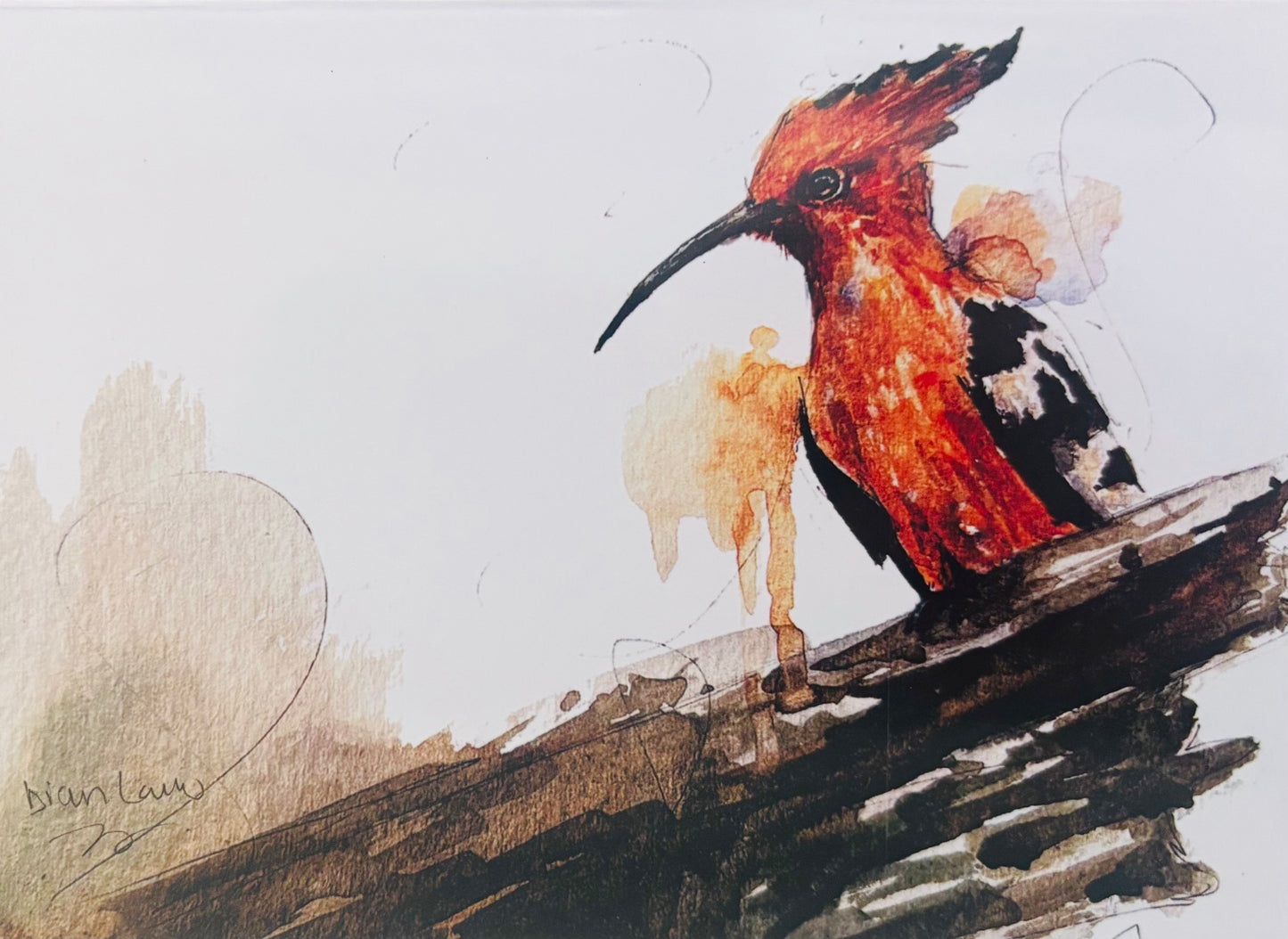 African Hoopoe (Hoep-hoep)