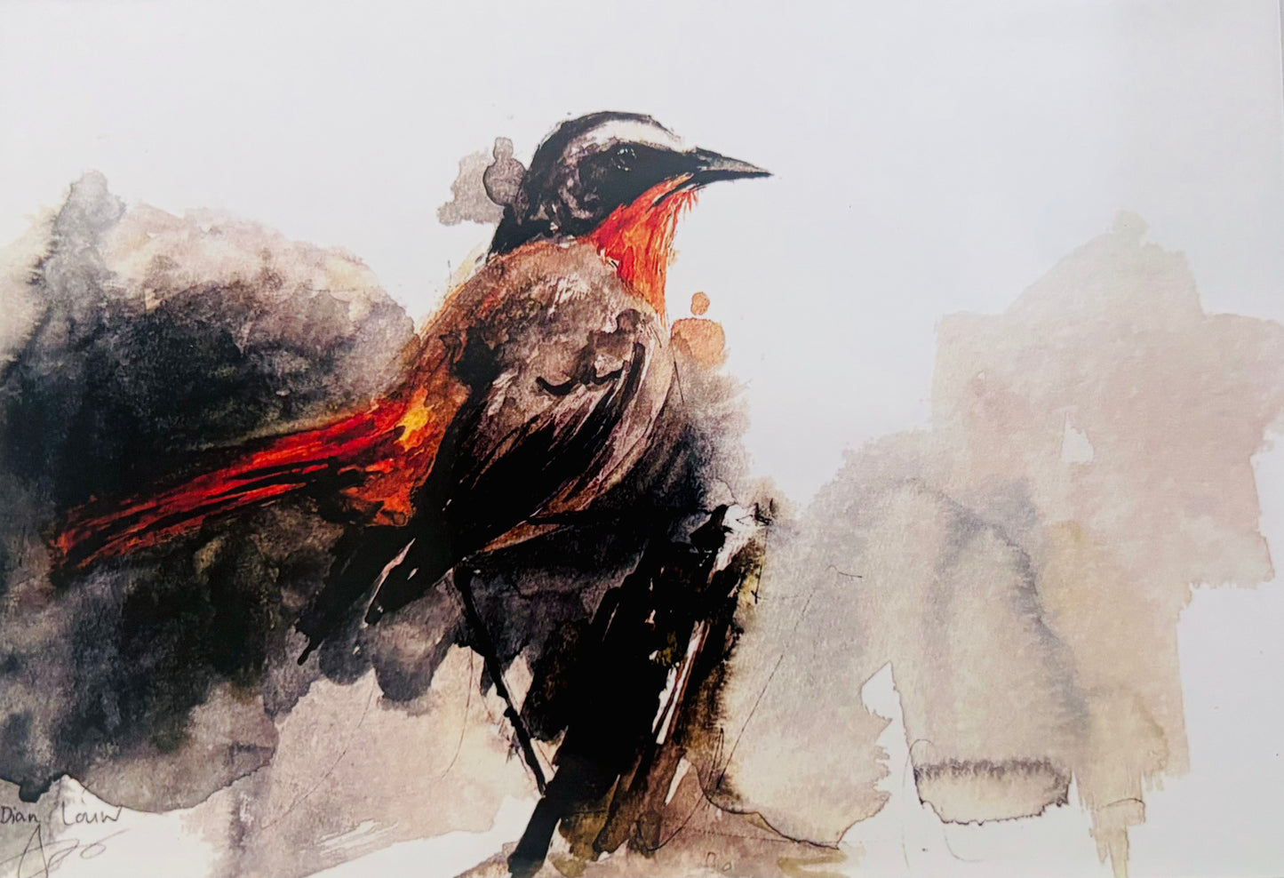 Cape Robin-chat (Jan Frederik) #2