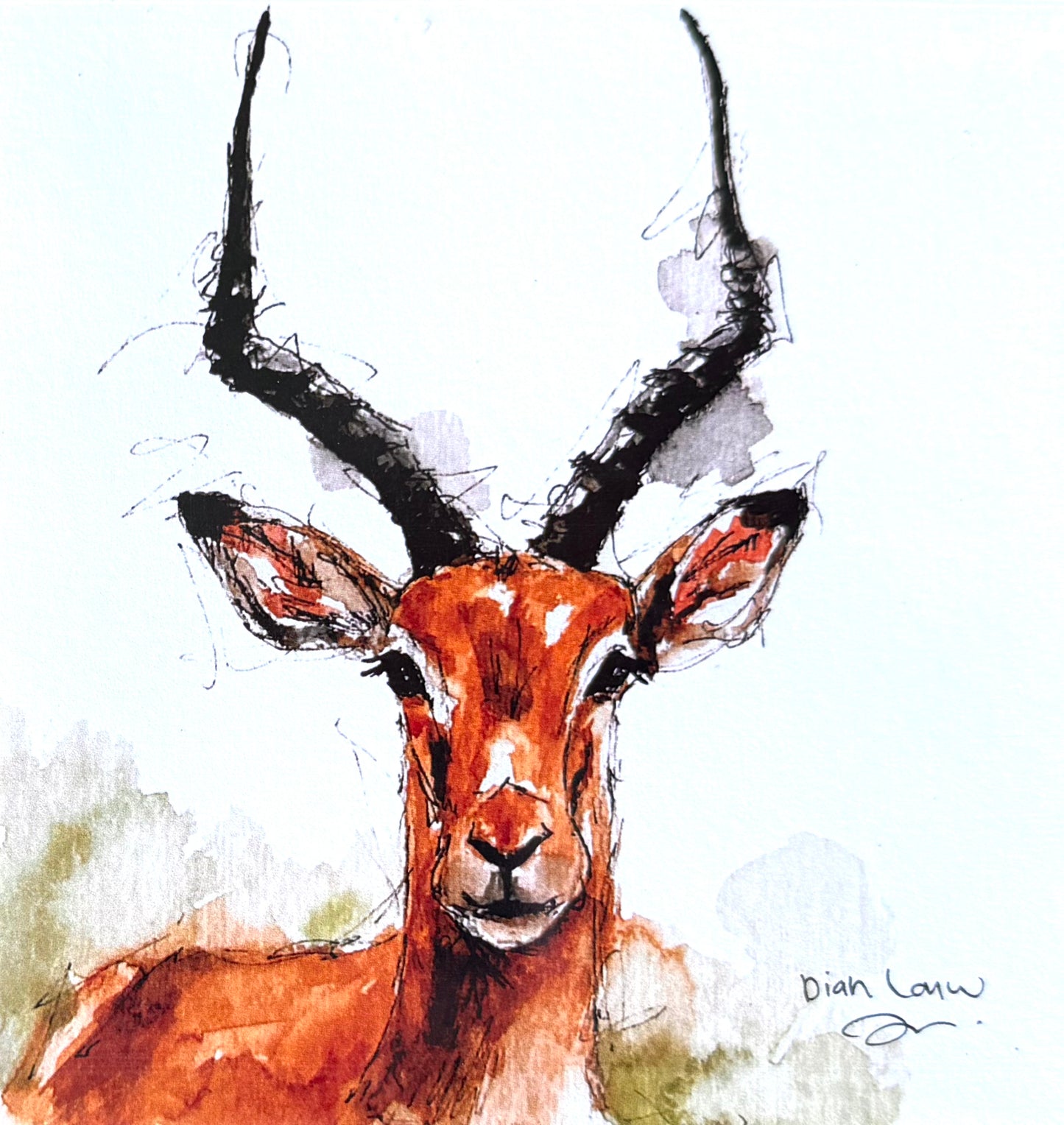 Impala / Rooibok #2