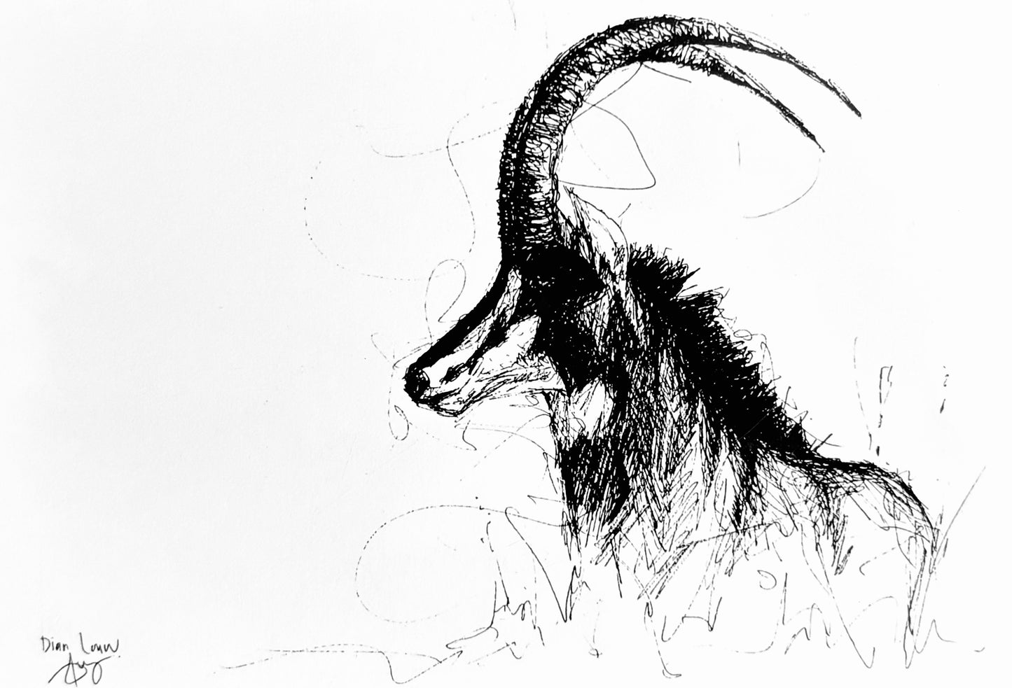 Sable, black & white pen sketch