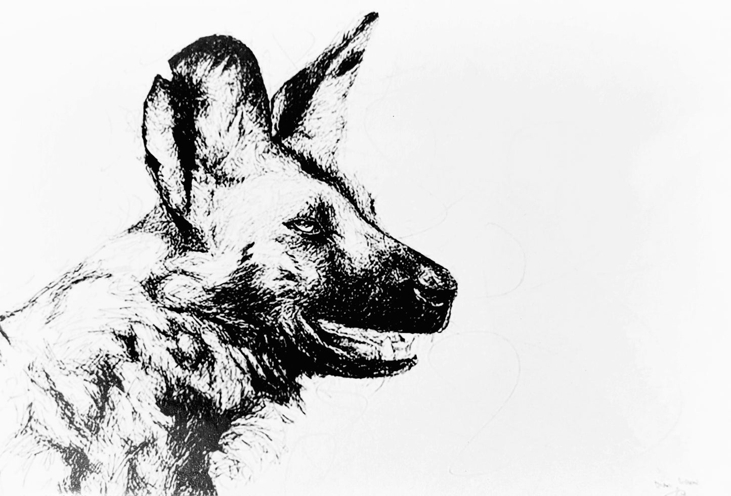 Wilddog side profile #3, black & white pen sketch