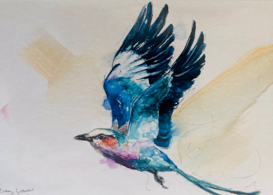 Lilac-breasted Roller in flight