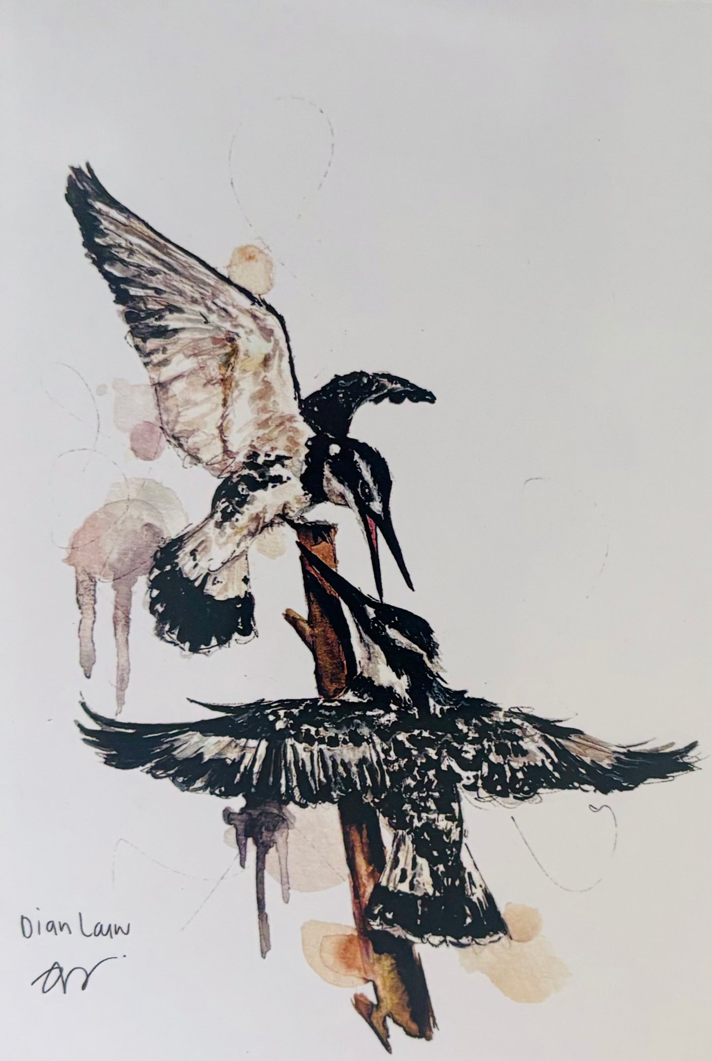 Two pied kingfishers