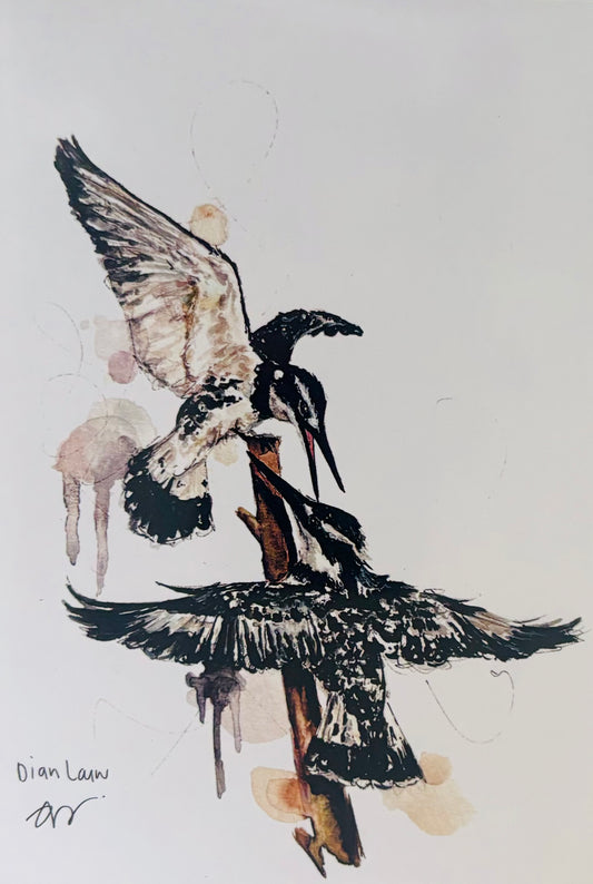 Two pied kingfishers