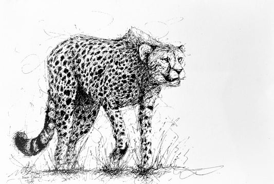 Cheetah, black & white pen sketch