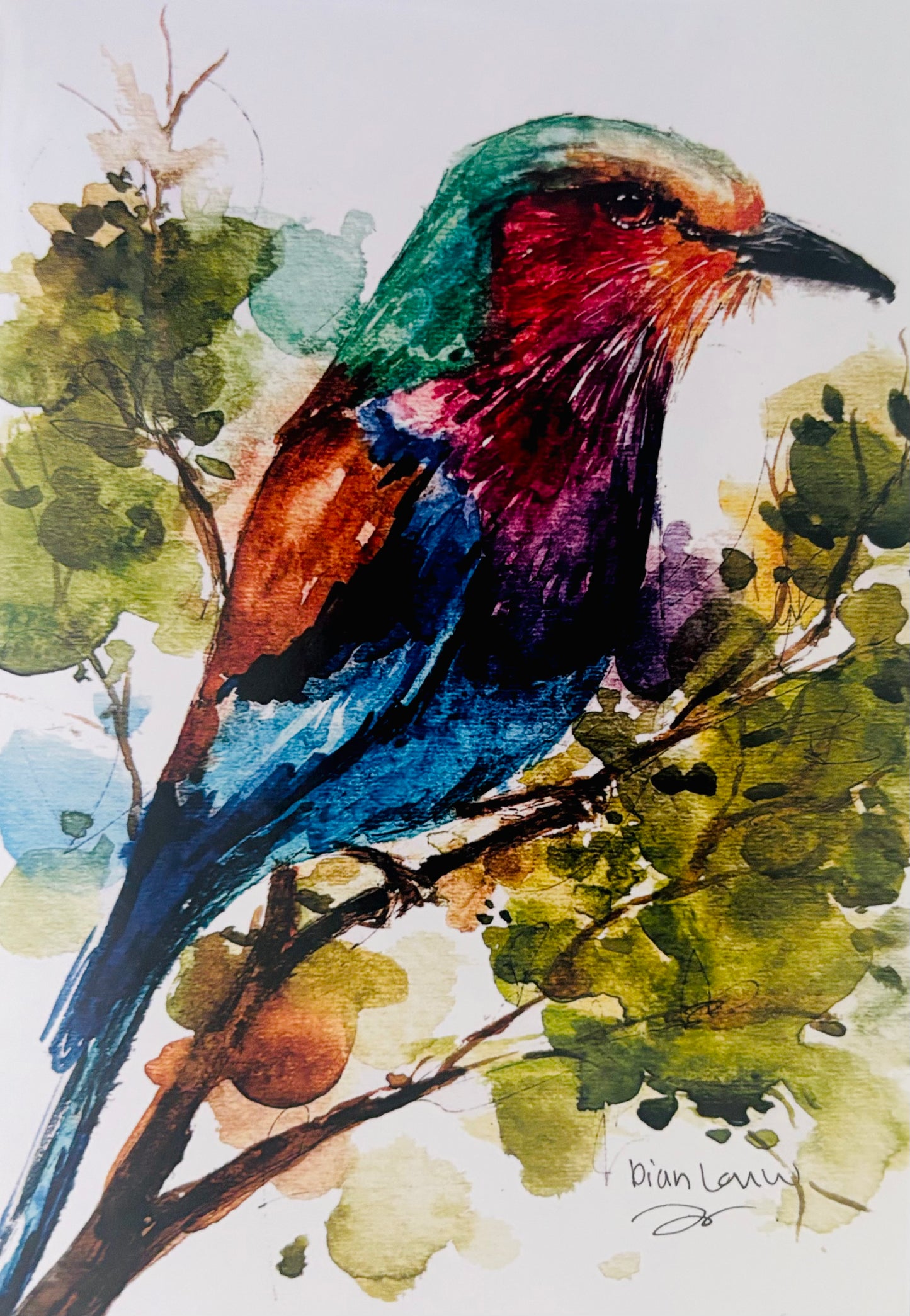 Lilac-breasted Roller #4