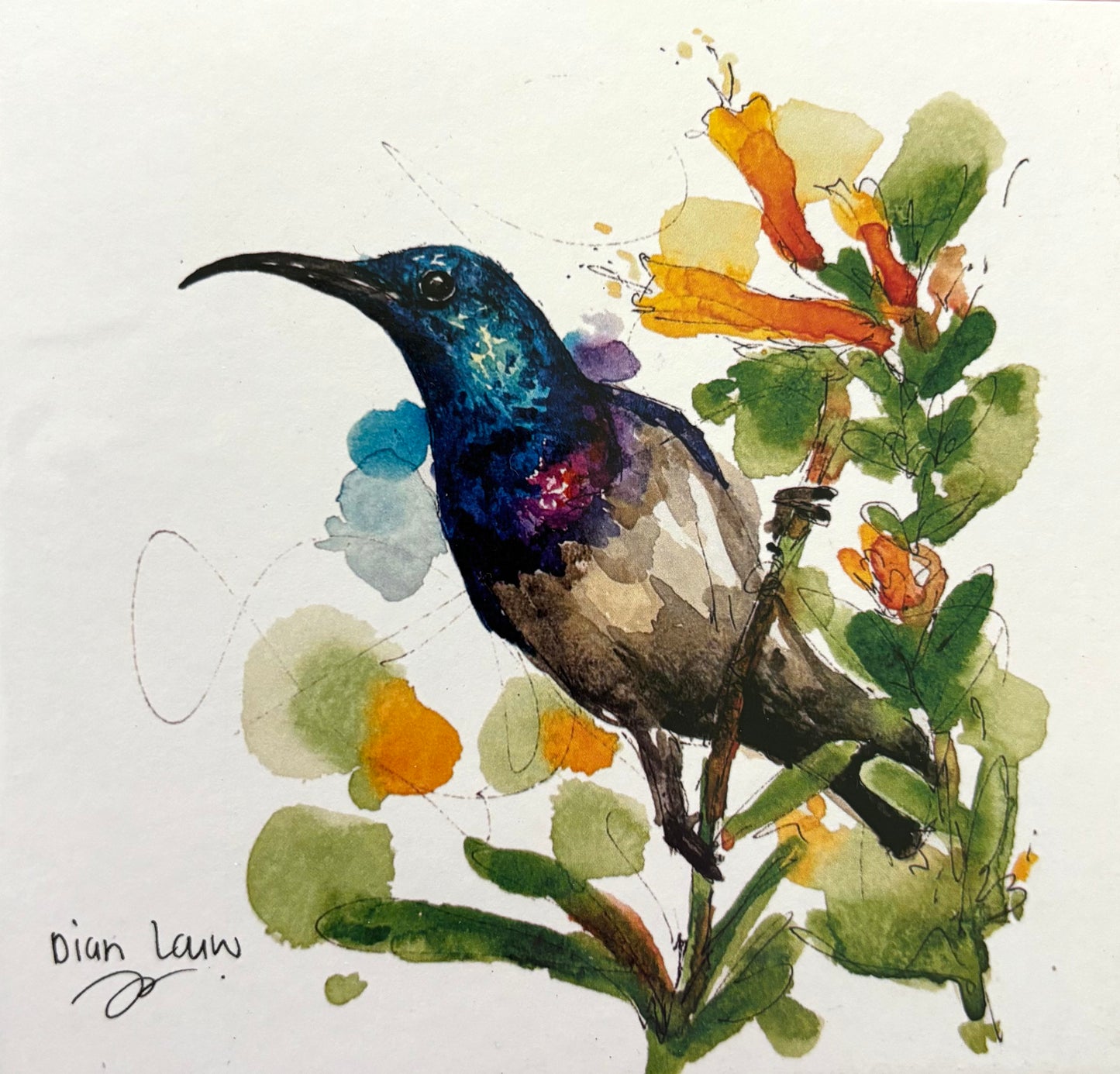 Loten’s Sunbird