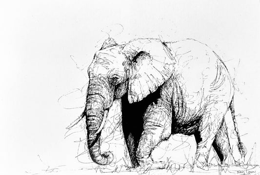 Elephant #1, black & white pen sketch