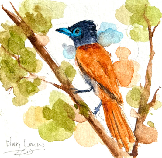 Paradise fly catcher #2