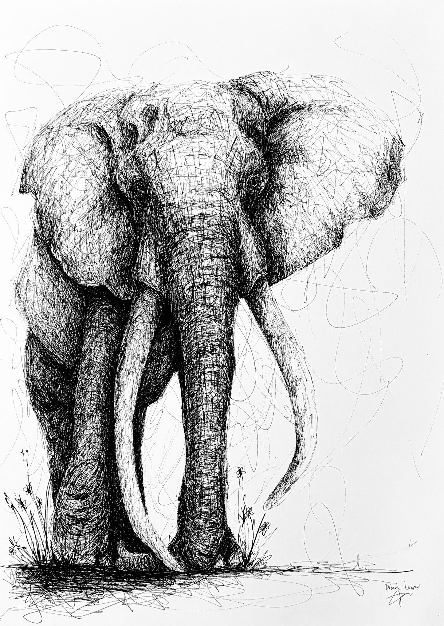 Bespoke Pen sketch (elephant tusker)