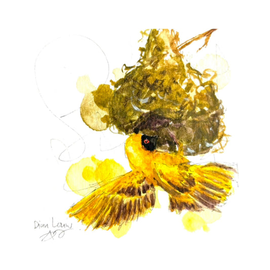 Weaver (Geelvink) #1